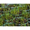 Stella Green grasplaat / grindplaat / grastegel 50 x 50 x 4cm zwart